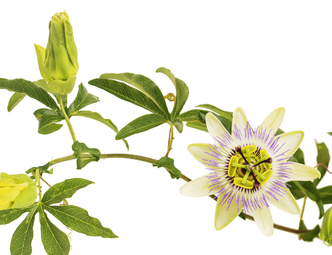 Passionflower in Australia: Exploring an Ancient Herb for Modern Sleep - Emerald Blend