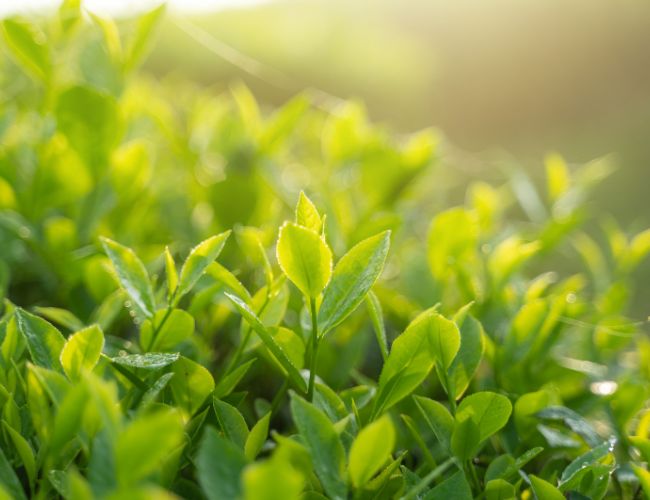 Tea Leaves in Australia: A Journey Through Flavour, History, and Wellness - Emerald Blend