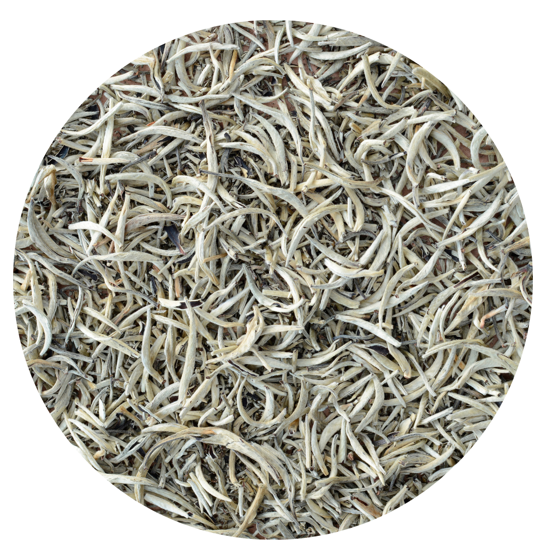 white tea dried leaves, loose leaf tea ingredient 