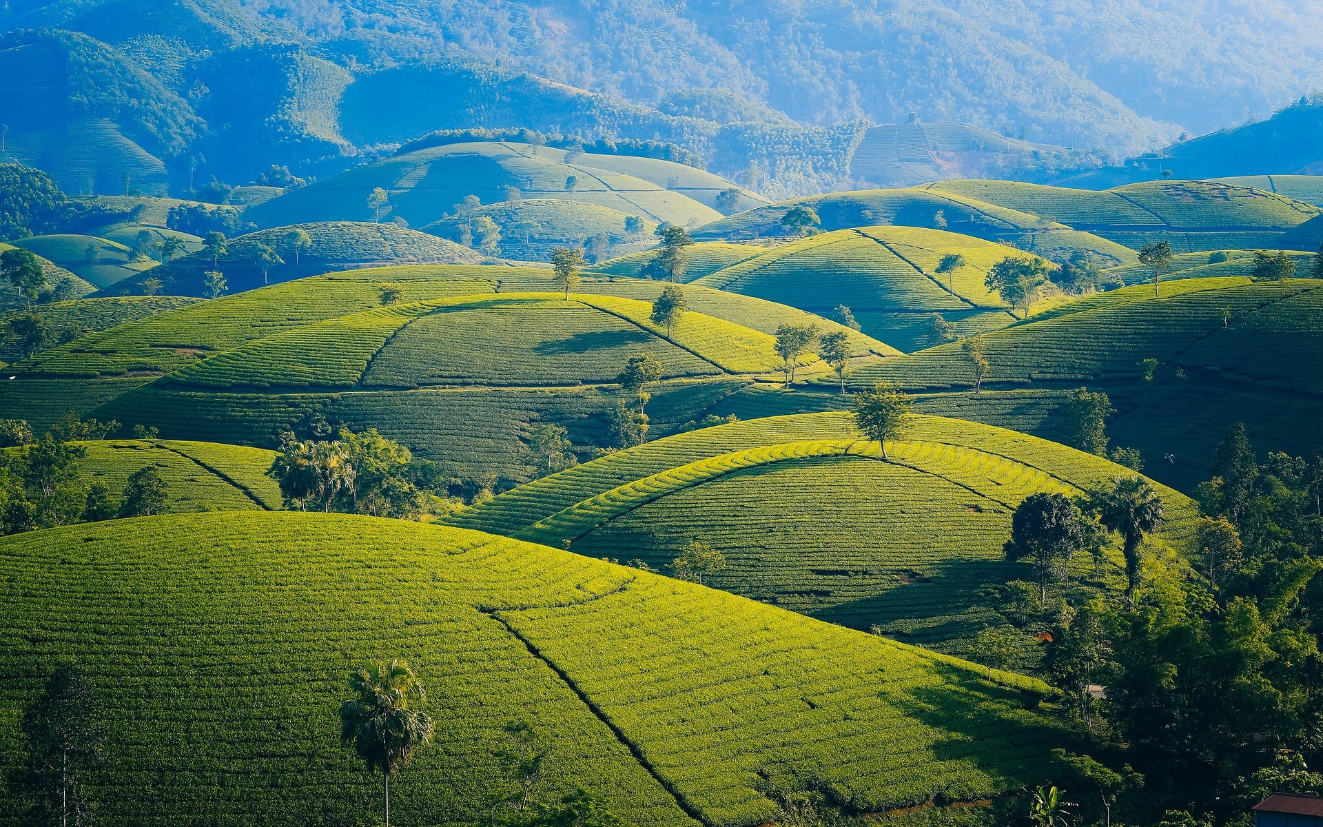 image of a tea garden in a hero banner image on our story page, looseleaf herbal tea australia